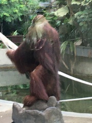 Pongo