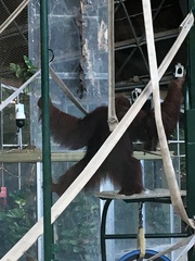 Pongo