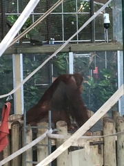 Pongo