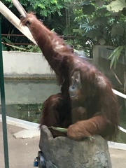 Pongo