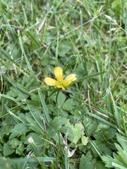 Ranunculus orthorhynchus