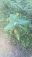 Shepherdia canadensis
