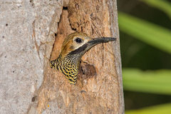 Colaptes fernandinae