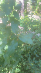 Shepherdia canadensis