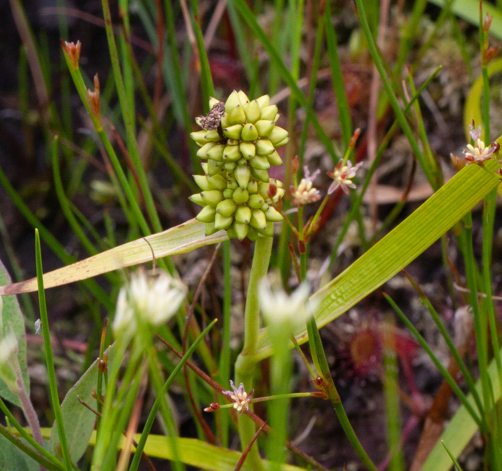 Northern bur-reed (Sparganium hyperboreum)