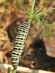 Papilio machaon