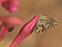Cacyreus marshalli