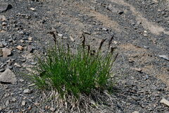 Festuca brachyphylla