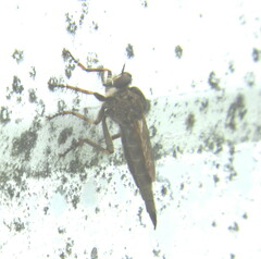 Machimus snowii