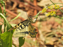Papilio machaon