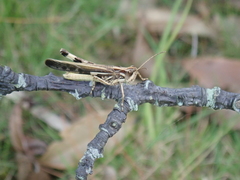 Aiolopus thalassinus tamulus