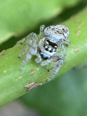 Macaroeris nidicolens