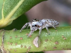 Macaroeris nidicolens