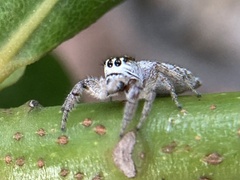 Macaroeris nidicolens