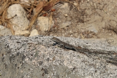 Sceloporus occidentalis taylori