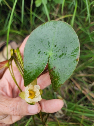 Image of Nymphaea leibergii by (c) Norma Malinowski, some rights reserved (CC BY)
