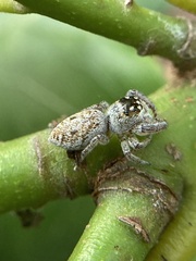 Macaroeris nidicolens