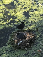 Fulica atra