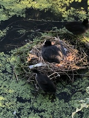 Fulica atra