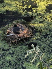 Fulica atra