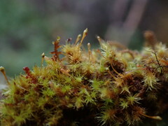 Ulota intermedia