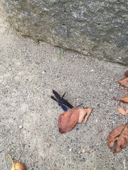 Rhyothemis fuliginosa