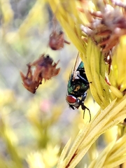 Calliphoridae