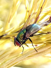 Calliphoridae