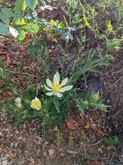 Mentzelia decapetala