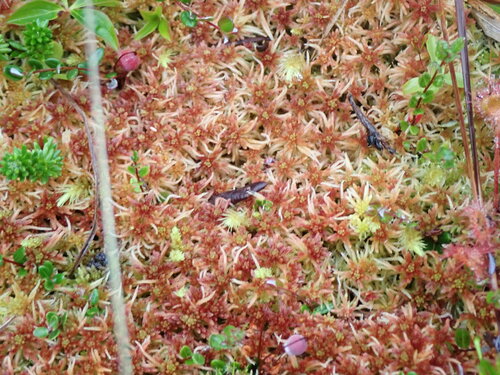 Image of Sphagnum warnstorfii by no rights reserved