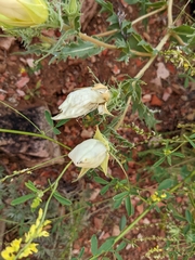 Mentzelia decapetala