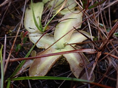Pinguicula macroceras