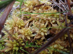 Sphagnum austinii