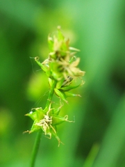 Carex muricata pairae