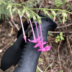 Ipomopsis macrosiphon