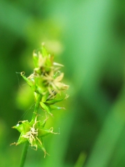 Carex muricata pairae