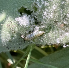 Paracorsia repandalis