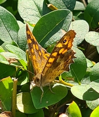 Pararge aegeria
