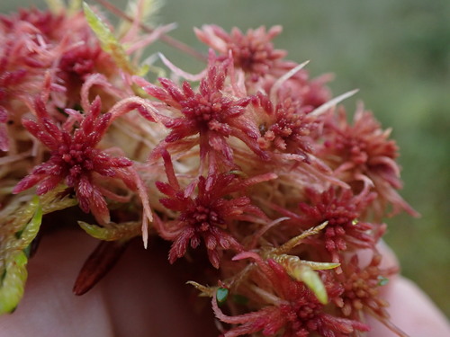 Image of Sphagnum warnstorfii by no rights reserved