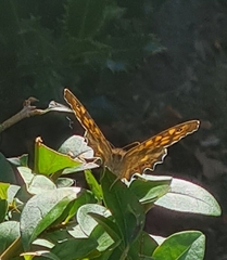 Pararge aegeria