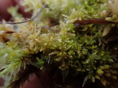 Sphagnum tenellum