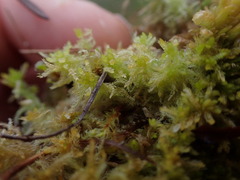 Sphagnum tenellum