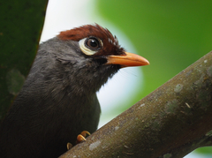 Pterorhinus mitratus major
