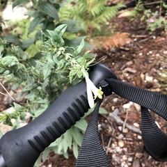 Lithospermum macromeria