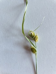 Carex cryptolepis