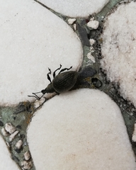 Otiorhynchus armadillo