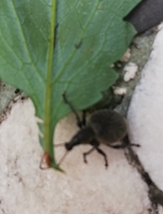 Otiorhynchus armadillo