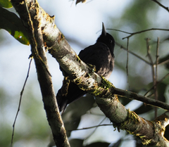 Oriolus cruentus malayanus