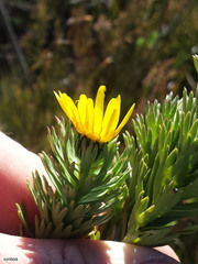 Ursinia caledonica