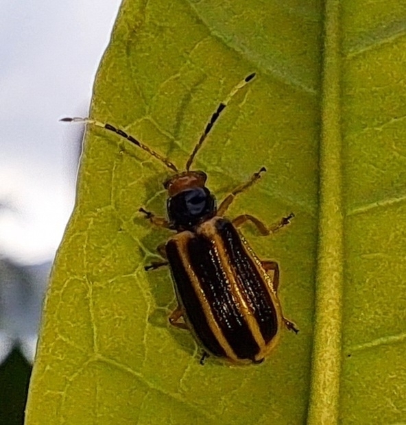 Acalymma cornutum